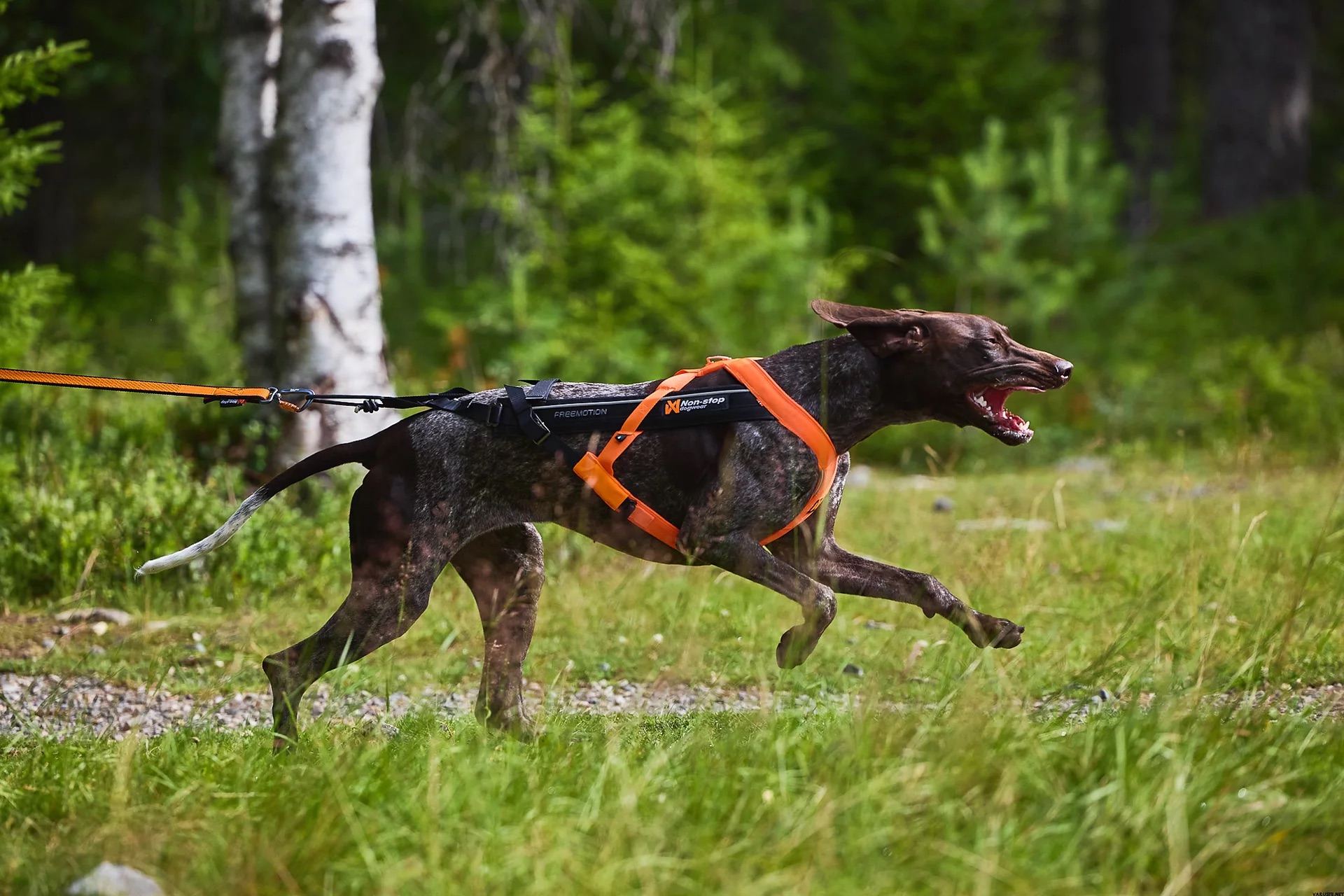 hund läuft über wiese mit orange schwarzem freemotion 5.0 zuggeschirr