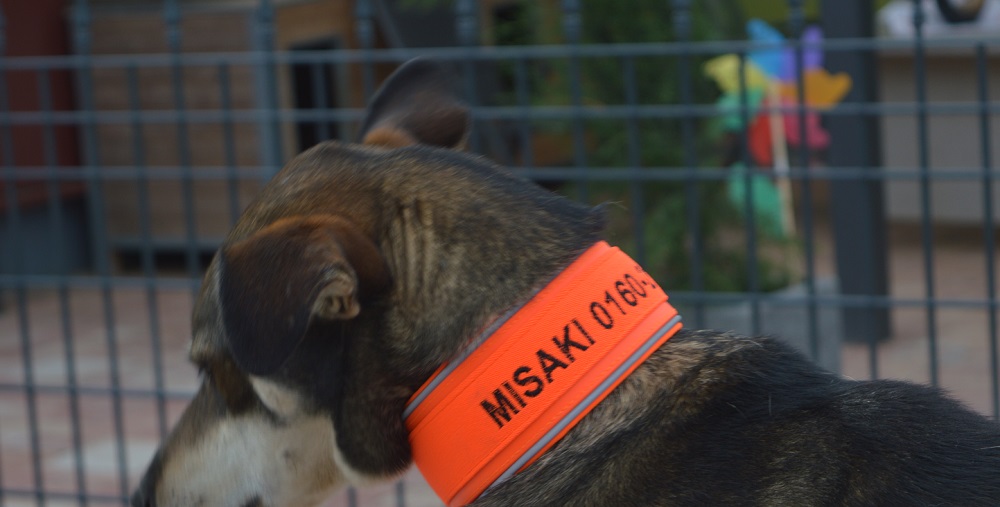 Besticktes Biothane-Signalband in Neon-Orange mit Softshell-Polsterung und Gummizug an braunem Hund
