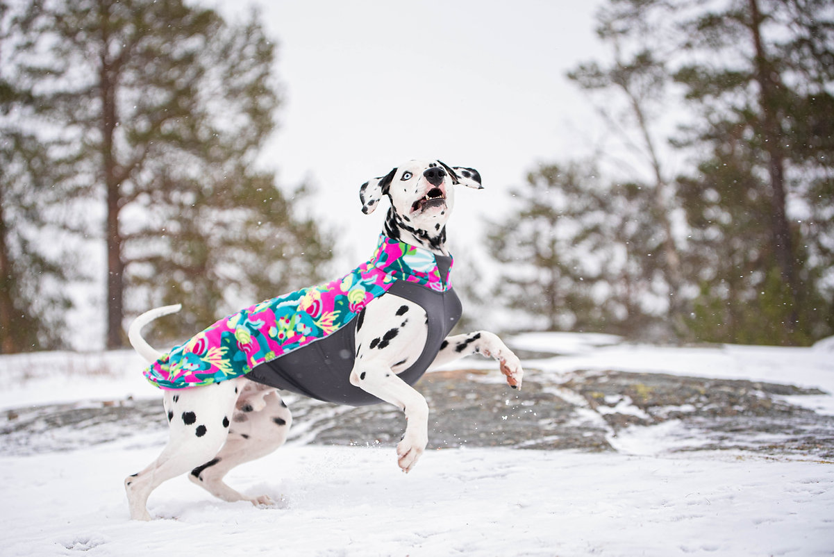 Dalmatiner spielt im Schnee und trägt den Pomppa Jumppa Fleece Pullover in der Farbe Trail mit buntem Muster, wärmender Hundepullover für kalte Tage.