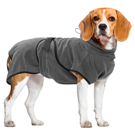 Beagle trägt den Royal Dry Bademantel in Grau, schnelltrocknend und ideal nach dem Baden oder Spaziergang im Regen.