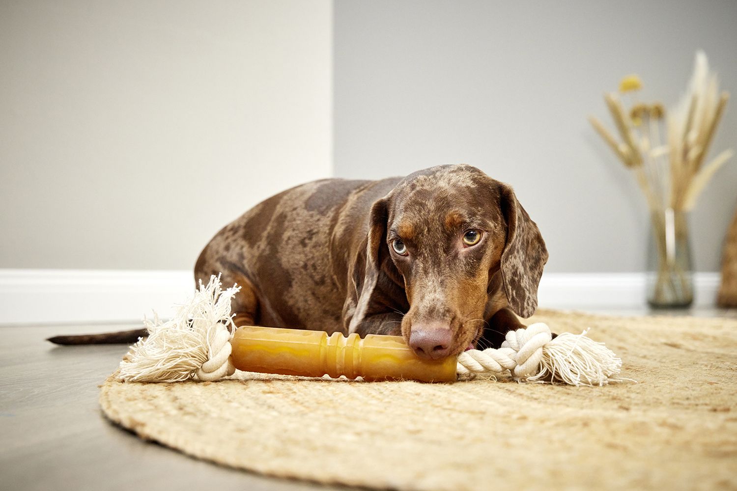 Hund spielt mit dem Wolters Pure Nature Flosser Hundespielzeug aus Naturmaterialien auf Teppich