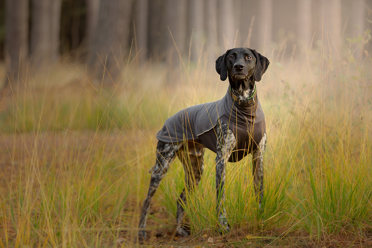 Hund trägt den Pomppa Jumppa Fleece Pullover in der Farbe Graphite und steht im Wald, idealer Hundepullover für kühle Tage und aktive Hunde.
