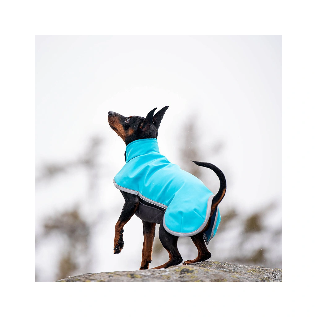 Hund trägt den Pomppa Sportti Softshell Regenmantel in Türkis, leichter Wetterschutz für aktive Spaziergänge.