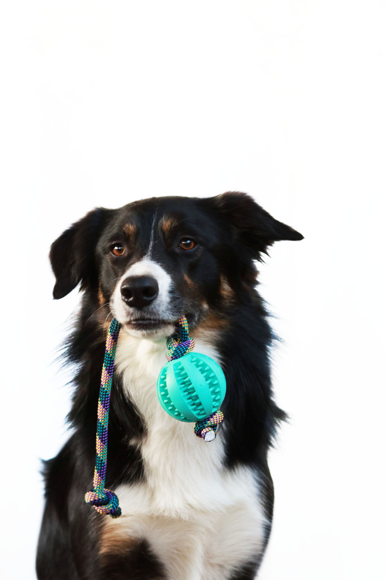 Hund mit grünem Ball am Tau im Maul – robustes Wurf- und Zerrspielzeug zur Zahnpflege und Beschäftigung