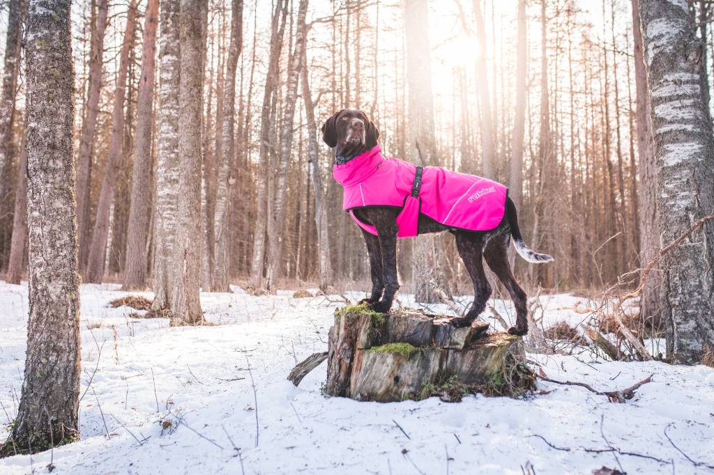 Hund trägt den Rukka Pets Hundewintermantel Warmup in Pink im verschneiten Wald, wärmender Wintermantel für kalte Tage.