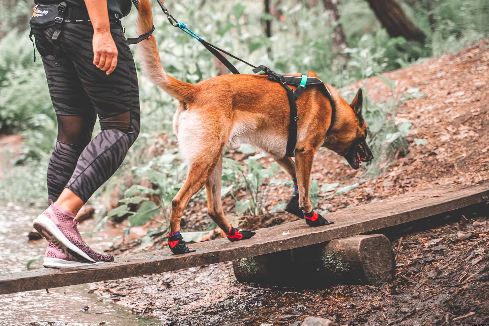 hund trägt nylon booties und läuft über einen holzstamm im wald