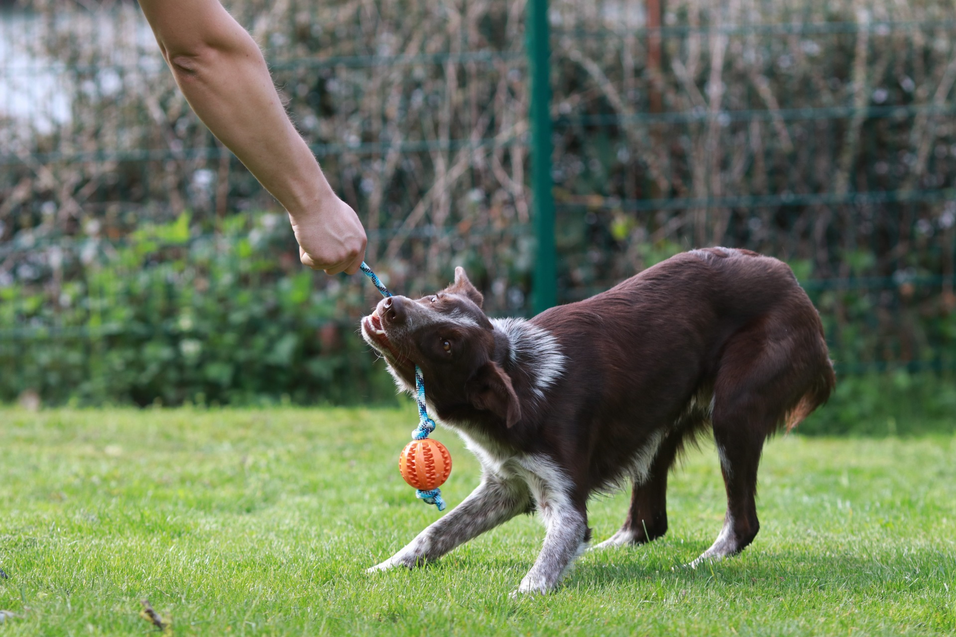 Hund zieht spielerisch an orangem Ball mit Tau, robustes Hundespielzeug für gemeinsames Training und Zerrspiele.