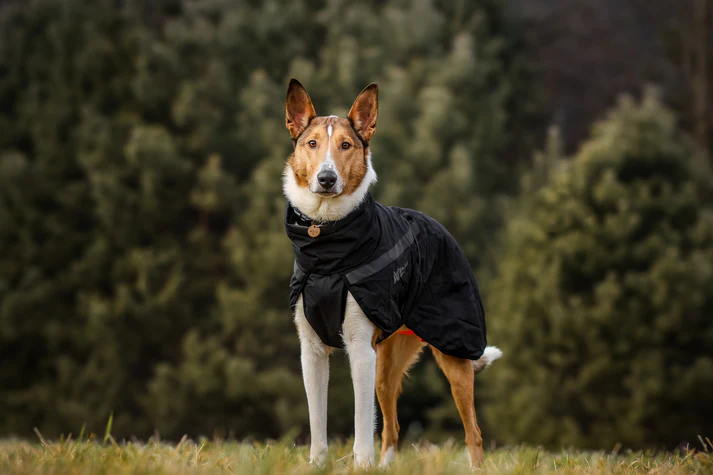 Hund trägt die Nonstop Trekking Insulated Dog Jacket in Schwarz im Freien, idealer Kälteschutz für Spaziergänge bei niedrigen Temperaturen.