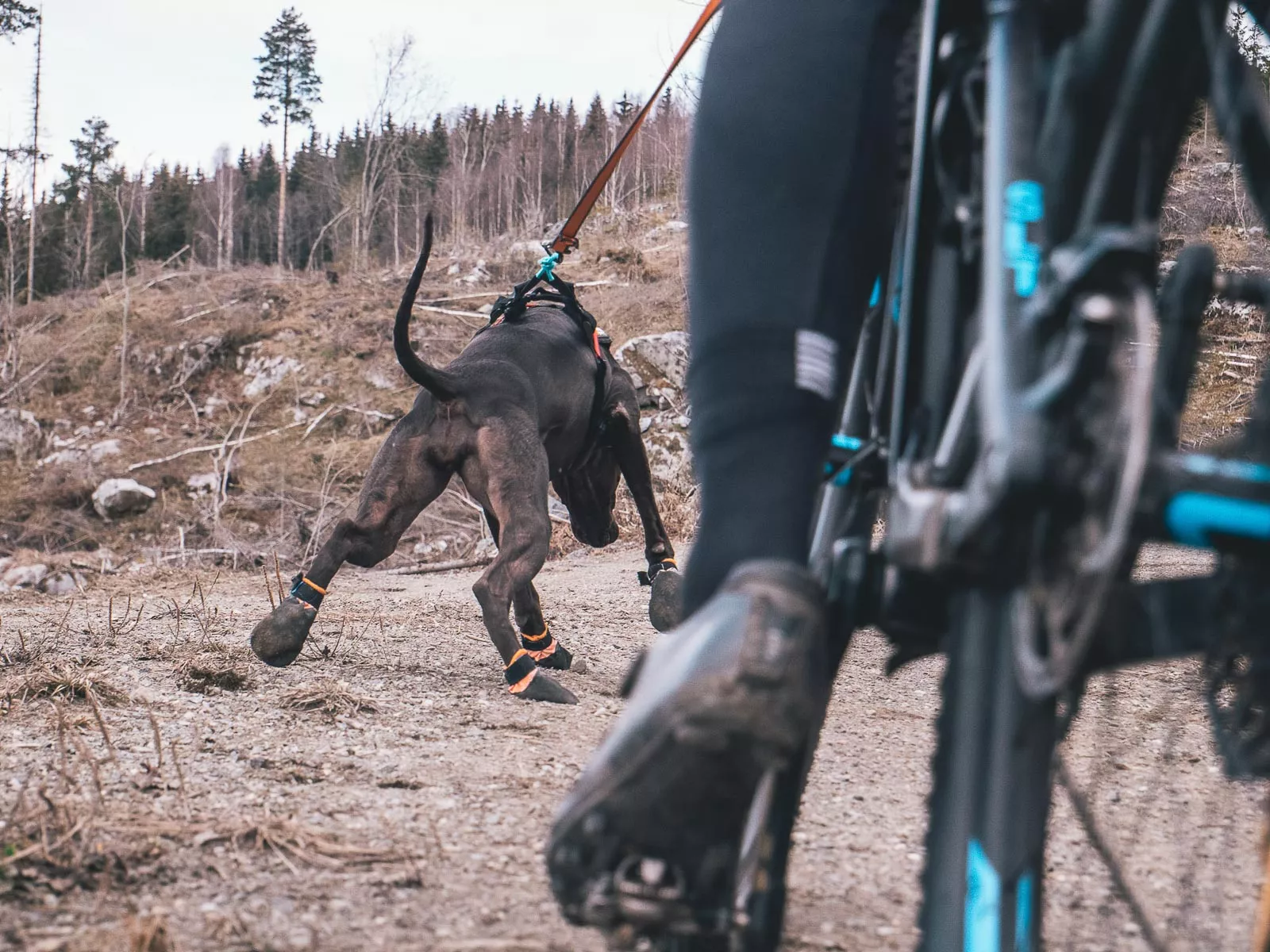 Hund trägt Nonstop Protect Booties beim Fahrradtraining, sicherer Pfotenschutz auf Asphalt und Schotterwegen.