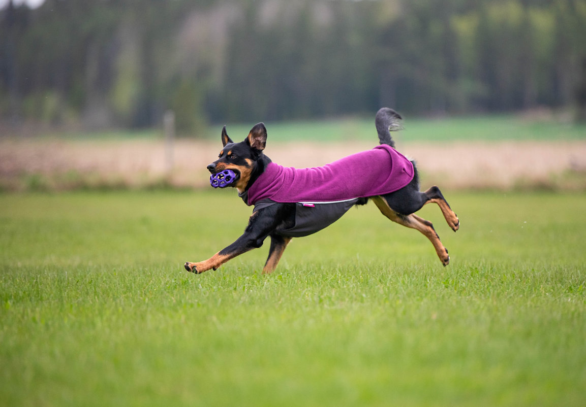 Hund rennt über die Wiese und trägt den Pomppa Jumppa Fleece Pullover in der Farbe Plum, weicher und warmer Hundepullover ideal für aktive Hunde.