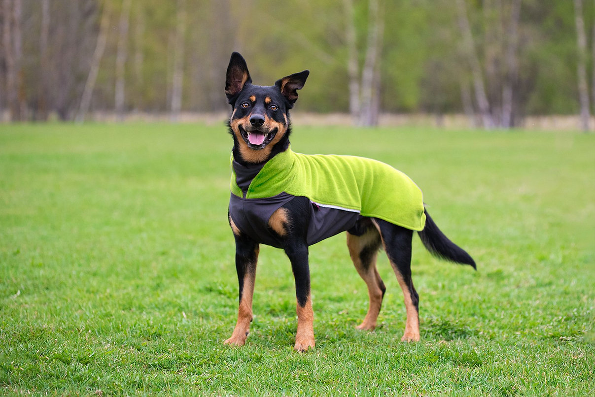 Hund steht auf einer Wiese und trägt den Pomppa Jumppa Fleece Pullover in der Farbe Lime, bequemer und wärmender Hundepullover für Frühling und Herbst.
