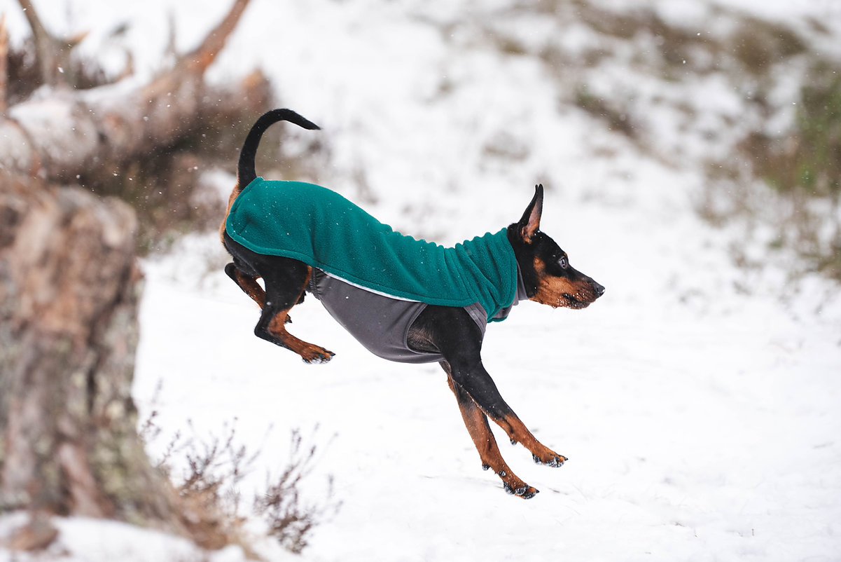 Hund läuft im Schnee und trägt den Pomppa Jumppa Fleece Pullover in der Farbe Forest, warm und flexibel für aktive Hunde im Winter.