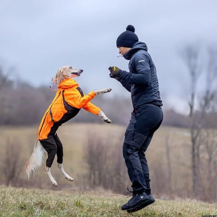 Hund mit Nonstop Dogwear Fjord Regenoverall in Orange spielt mit seinem Menschen, funktionaler Regenschutz.