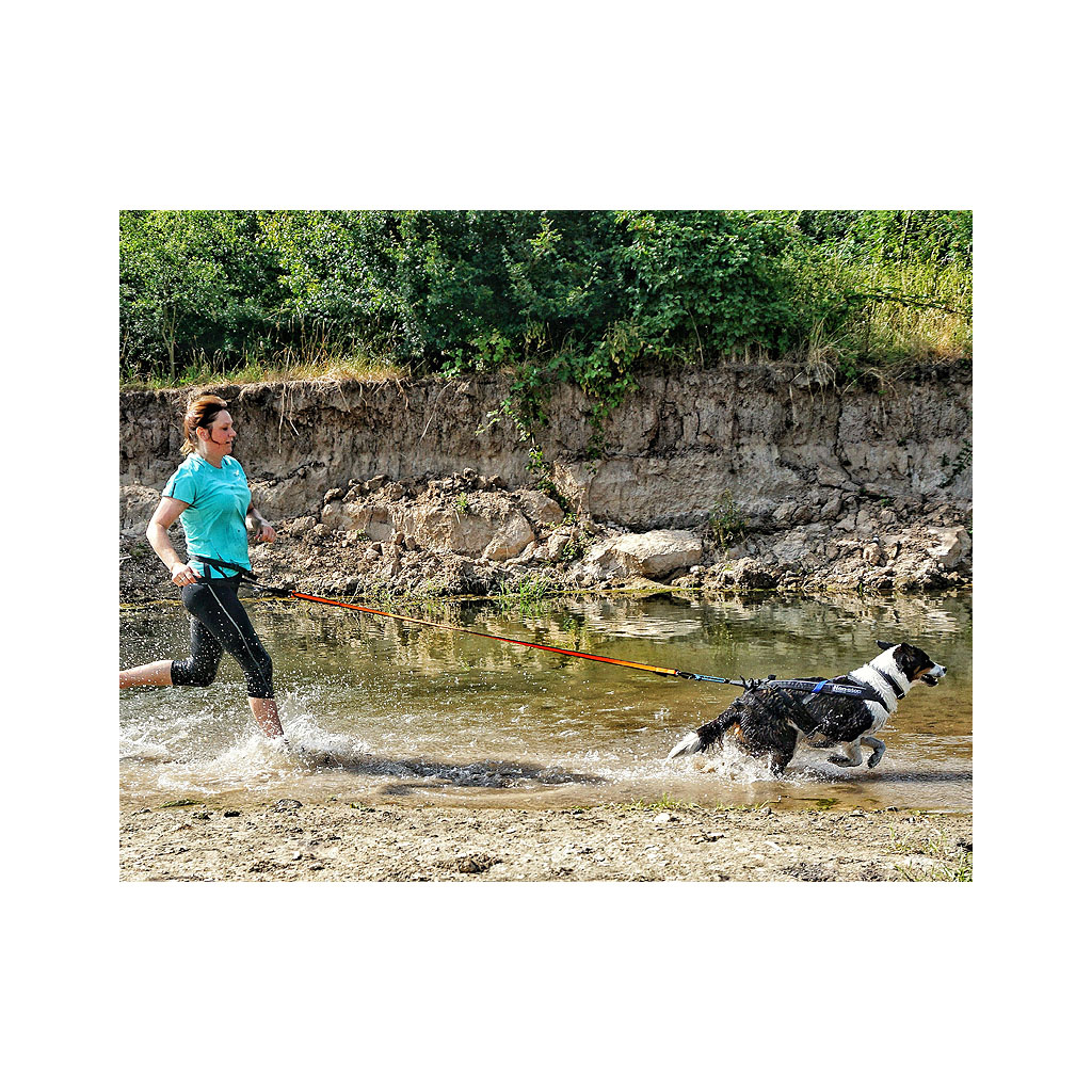 Hund mit Non-stop Bungee Leash am Wasser bei Outdoor-Training
