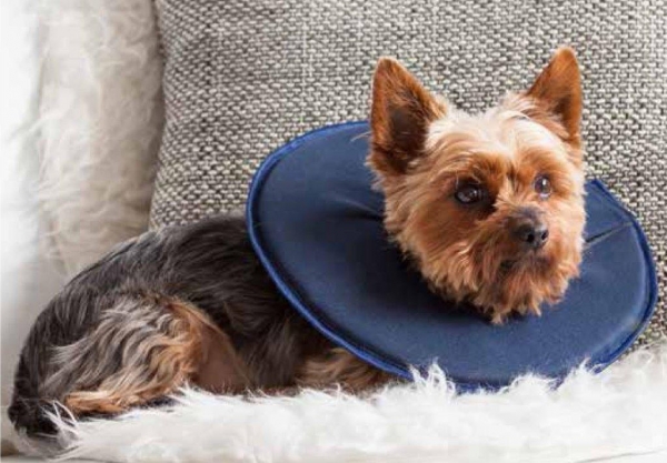 Kleiner Hund mit weichem Schutzkragen in Dunkelblau, entspannt liegend auf einer Couch mit Kissen.