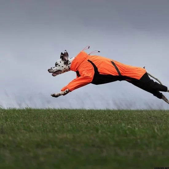 Hund rennt über eine Wiese im Nonstop Dogwear Fjord Regenoverall in Orange, maximale Bewegungsfreiheit und Schutz.