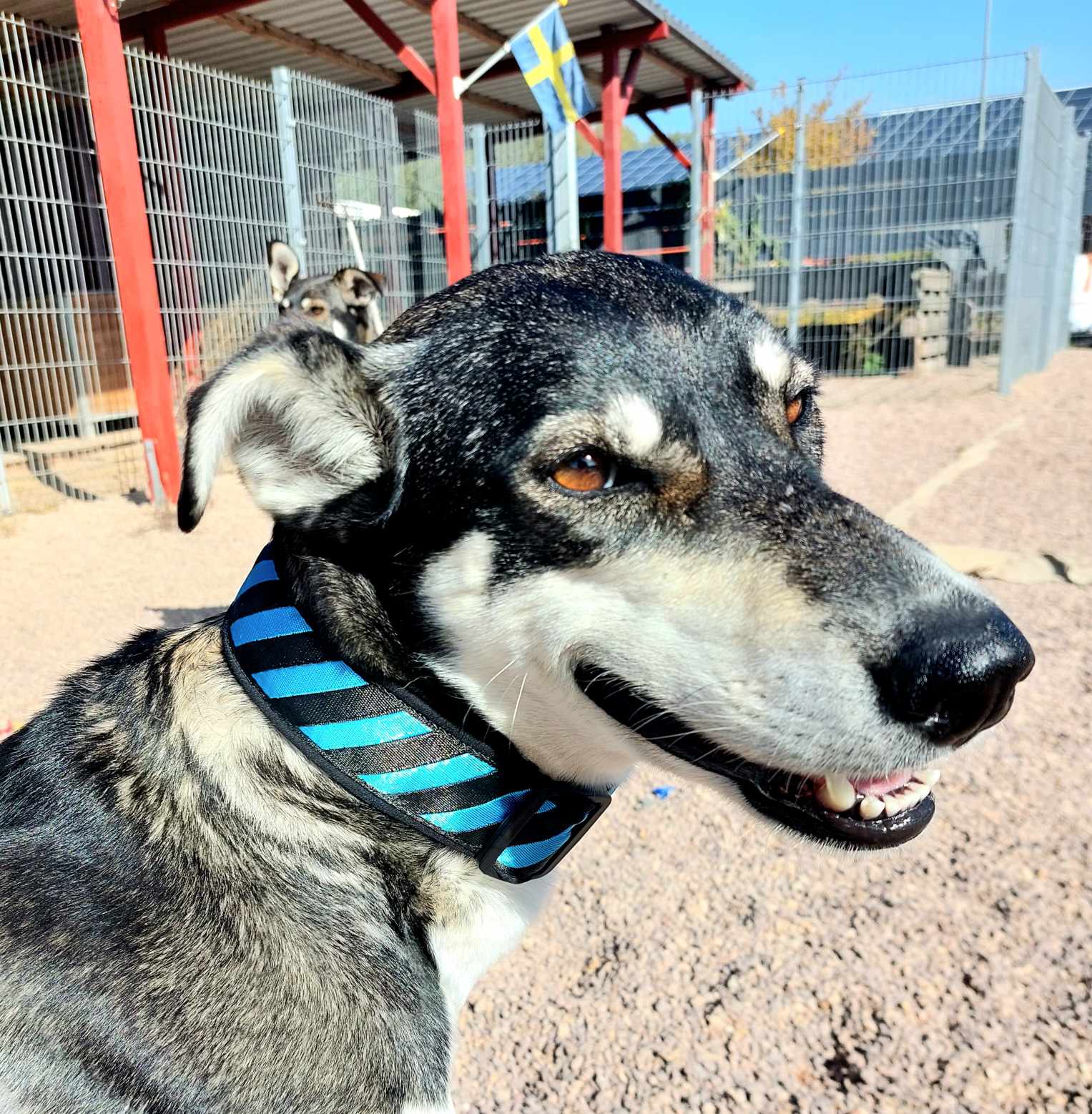Hund mit 40 mm Softshell-Halsband in Gelb/Schwarz mit Steckschnalle