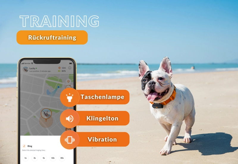 Hund mit Weenect GPS-Tracker am Strand neben Smartphone mit Trainingsfunktionen für Rückruftraining
