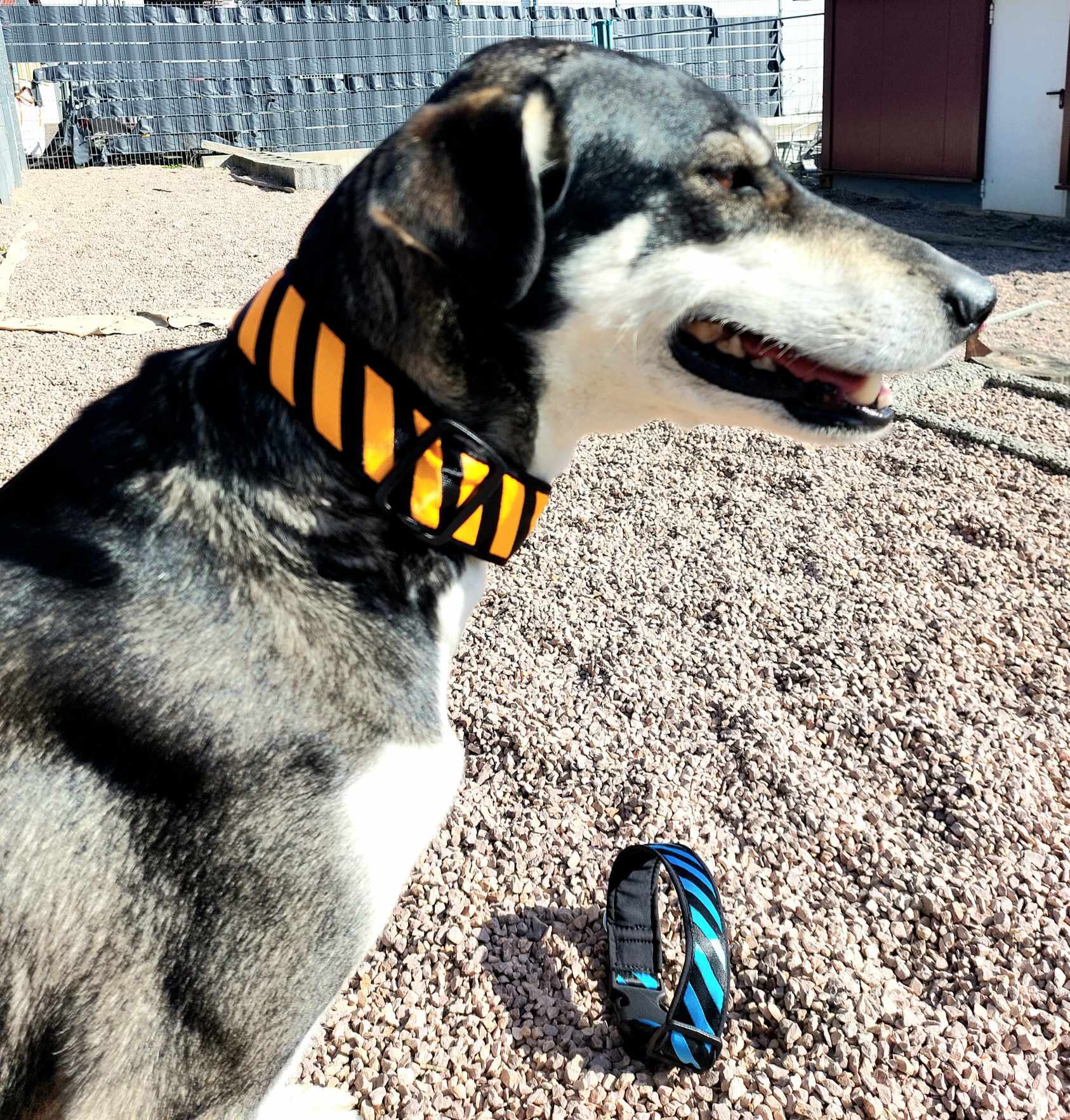 Hund mit 40 mm Softshell-Halsband in Türkis/Schwarz mit Steckschnalle