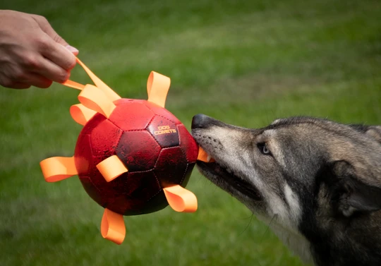 Hund spielt im Freien mit dem roten Dog Comets Hypernova Ball mit orangefarbenen Stofflaschen und zieht daran im gemeinsamen Spiel mit einer Hand.