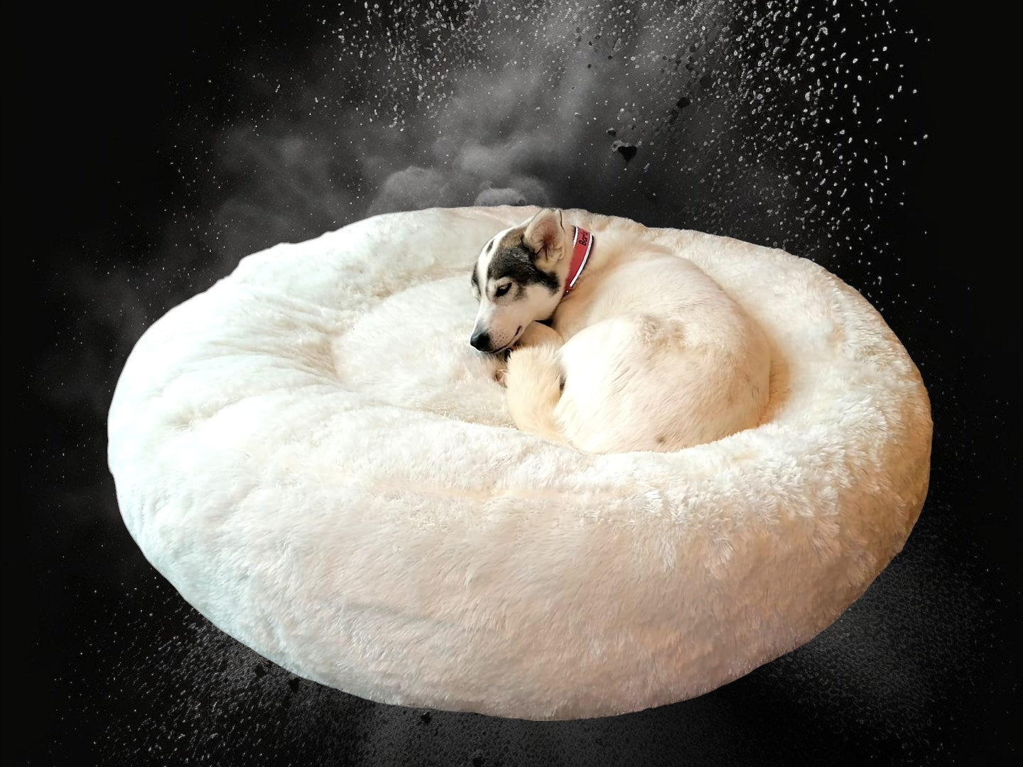Schlafender Hund im orthopädischen Hundebett BARLA in Weiß mit kuscheligem Plüschbezug vor dunklem Hintergrund