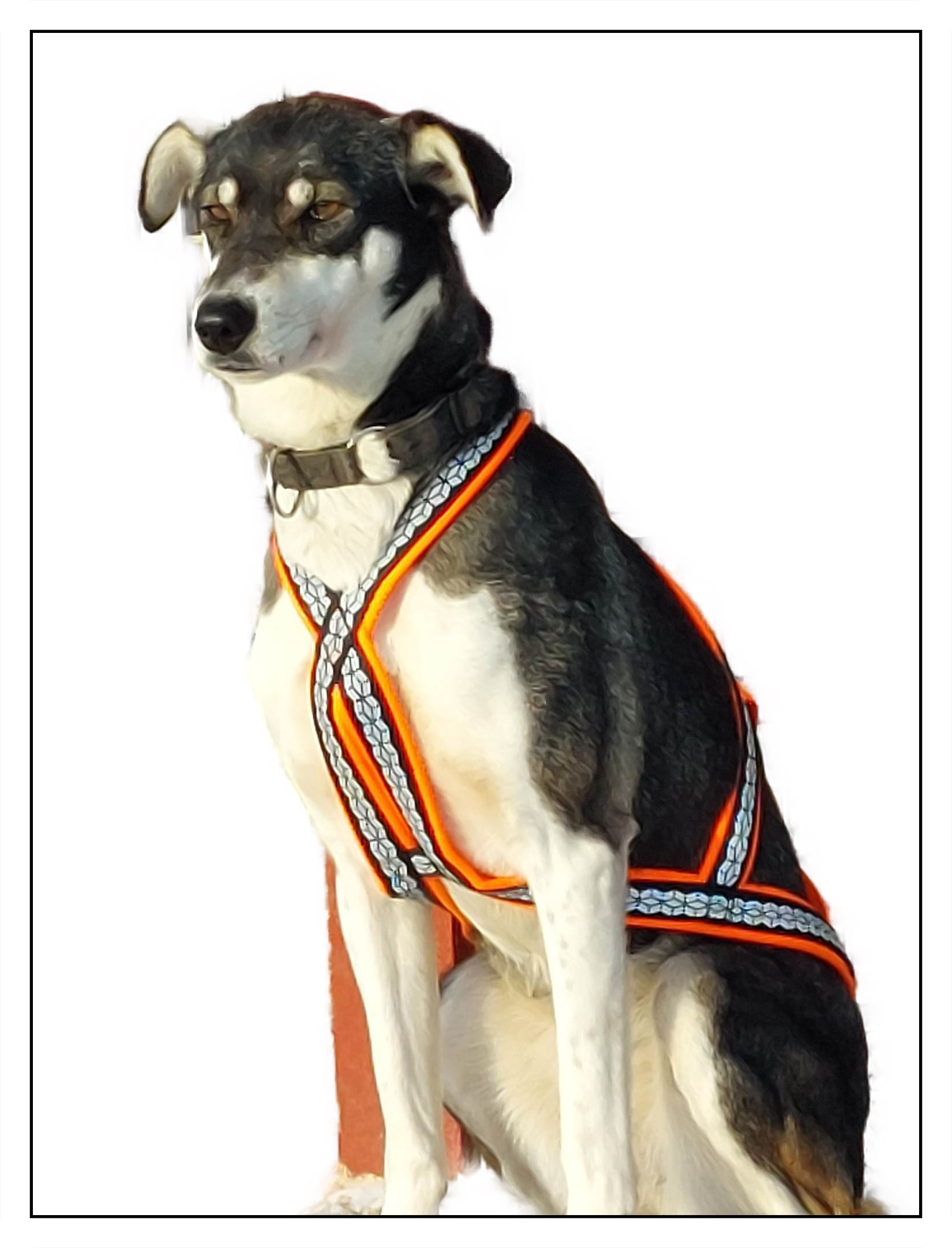 hund sitzt und trägt ein x back bloekk zuggeschirr