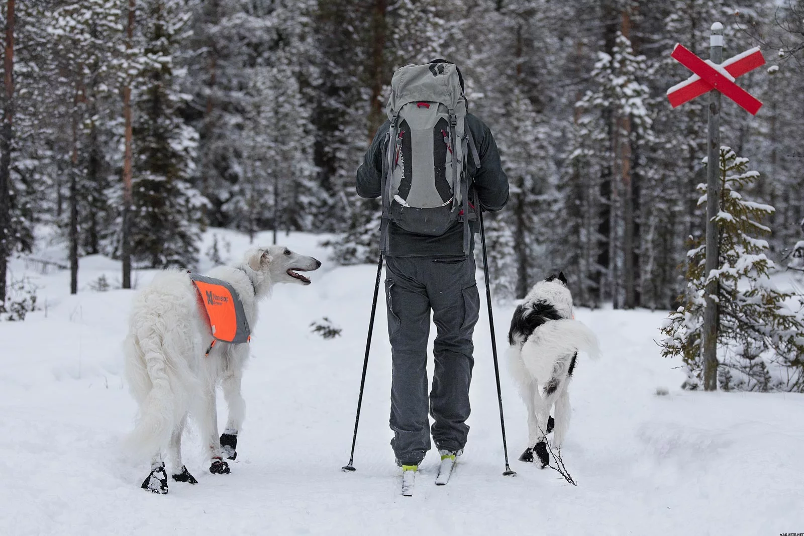 zwei hunde stehen im schnee einer trägt schwarze booties mit orangem klett