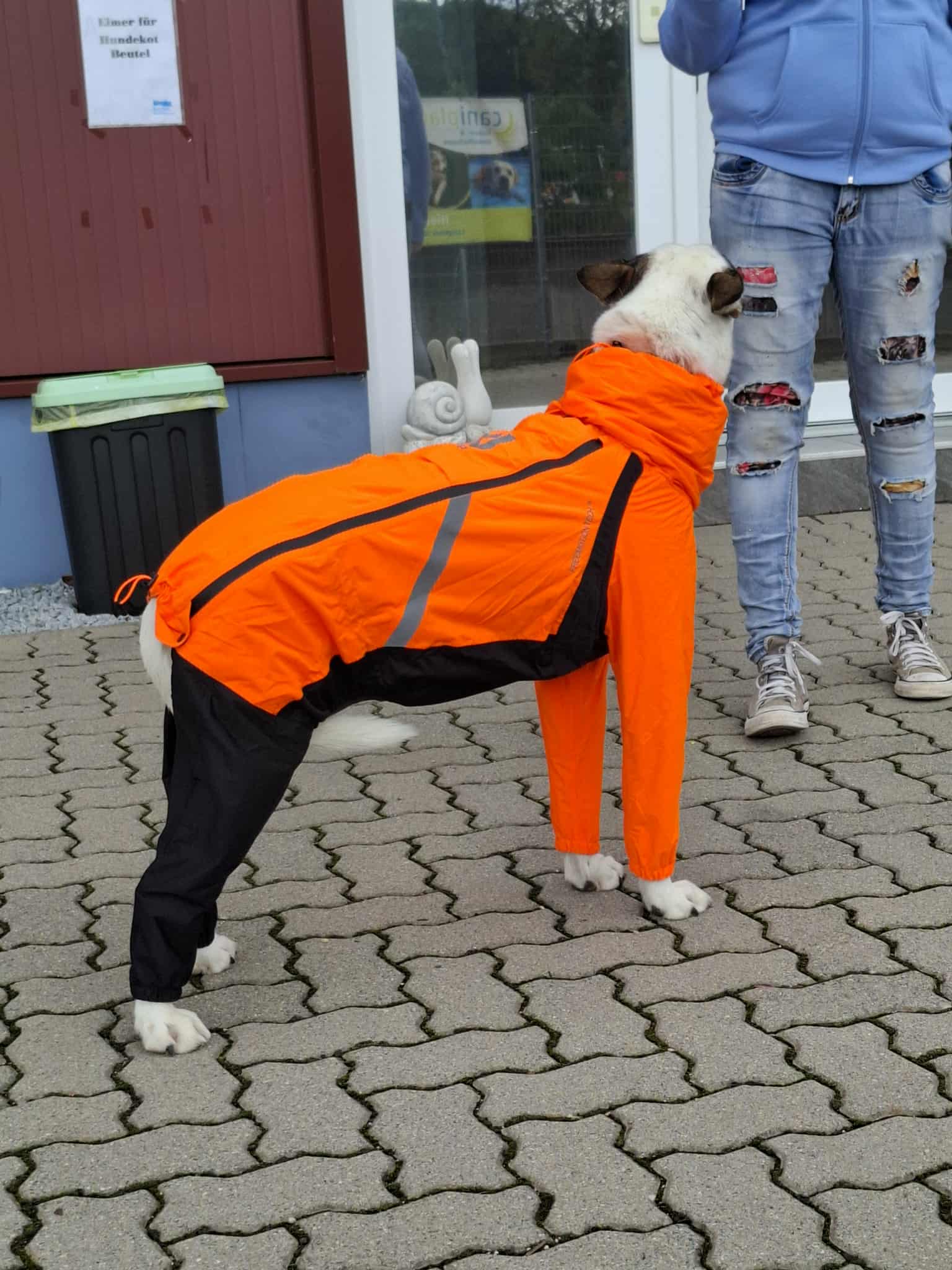 Hund mit Nonstop Dogwear Fjord Regenoverall in Orange auf Asphalt, idealer Wetterschutz auch in der Stadt.