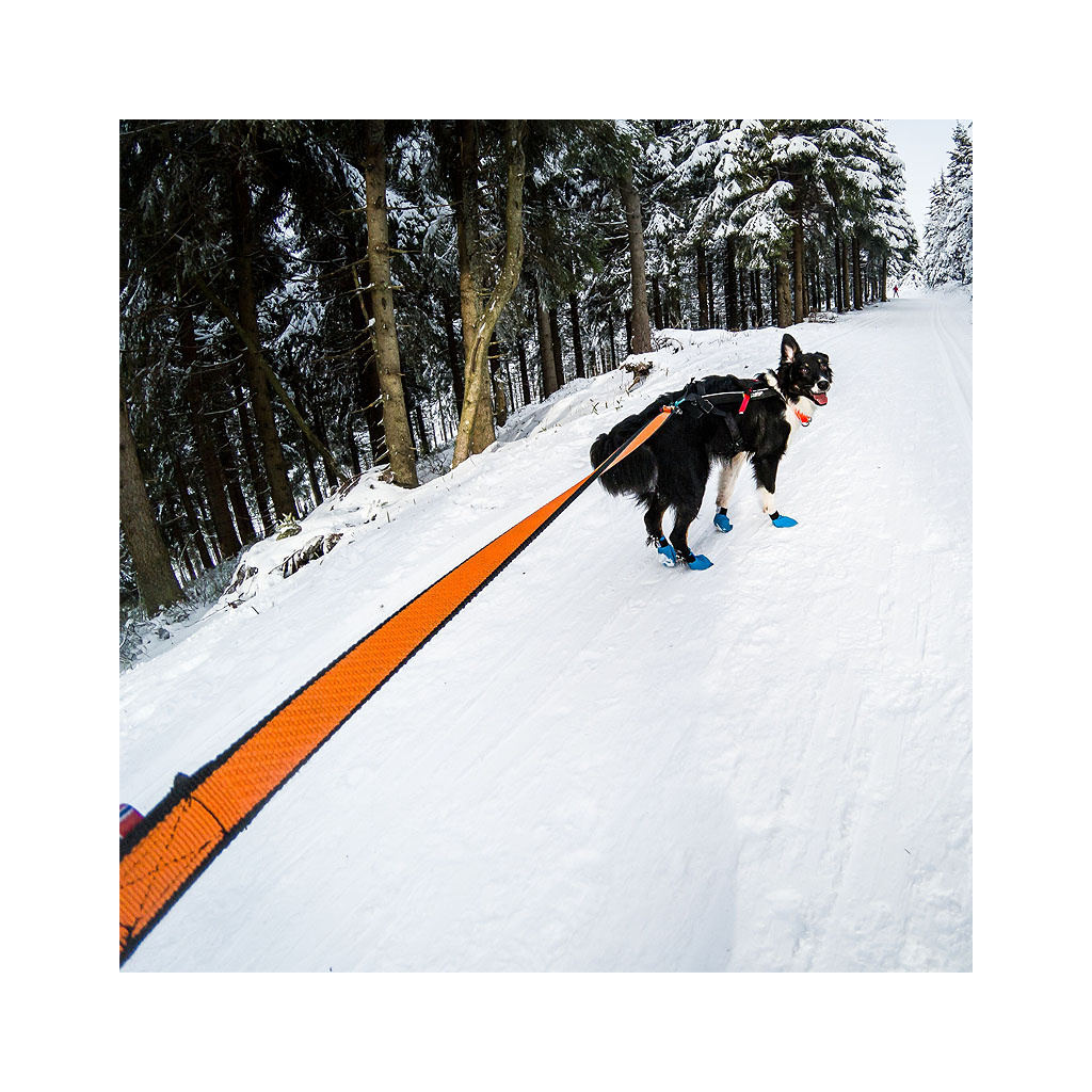 Hund mit Non-stop Bungee Leash beim Laufen im Schnee