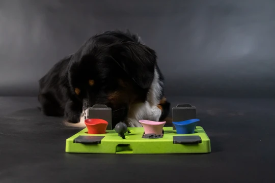 Hund spielt konzentriert mit dem Eat Slow Live Longer Puzzle Rectangle, einem grünen Intelligenzspielzeug mit bunten Hütchen und Schiebefächern auf dunklem Hintergrund.
