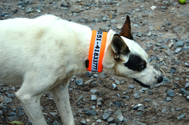 hund mit orangefarbenem reflektierendem halsband und kontaktaufdruck auf kiesigem untergrund