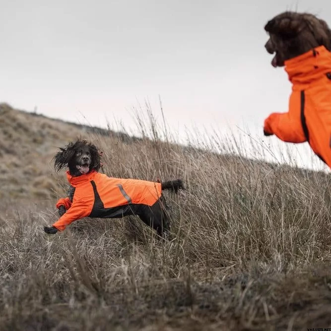 Hund trägt den Nonstop Dogwear Fjord Regenoverall in Orange, Seitenansicht beim Laufen im Gelände.