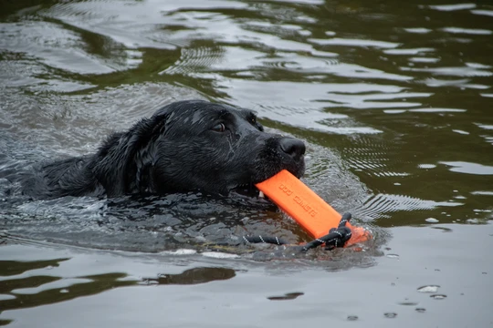 Hund schwimmt im Wasser mit dem Dog Comets Bumper in Orange – schwimmfähiges Apportierspielzeug für Wassertraining und Spielspaß.