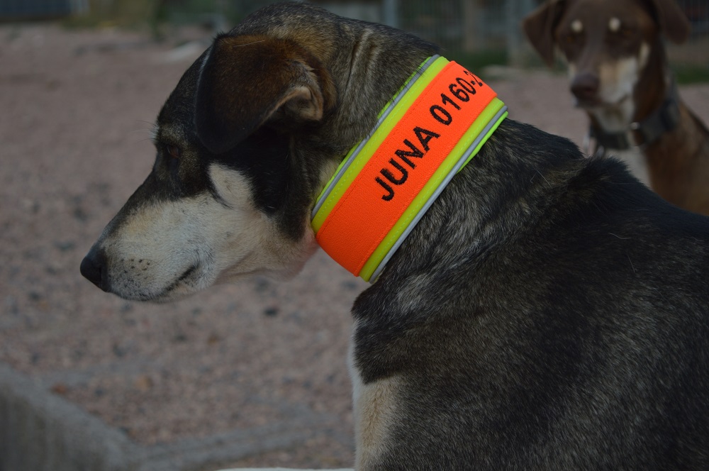 Besticktes Biothane-Signalband in Neon-Gelb mit Softshell-Polsterung und Gummizug an schwarzem Hund