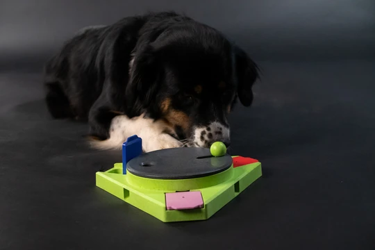Hund spielt aufmerksam mit dem Eat Slow Live Longer Puzzle Triangle, einem grünen dreieckigen Intelligenzspielzeug mit drehbarer Scheibe und farbigen Fächern auf dunklem Hintergrund.