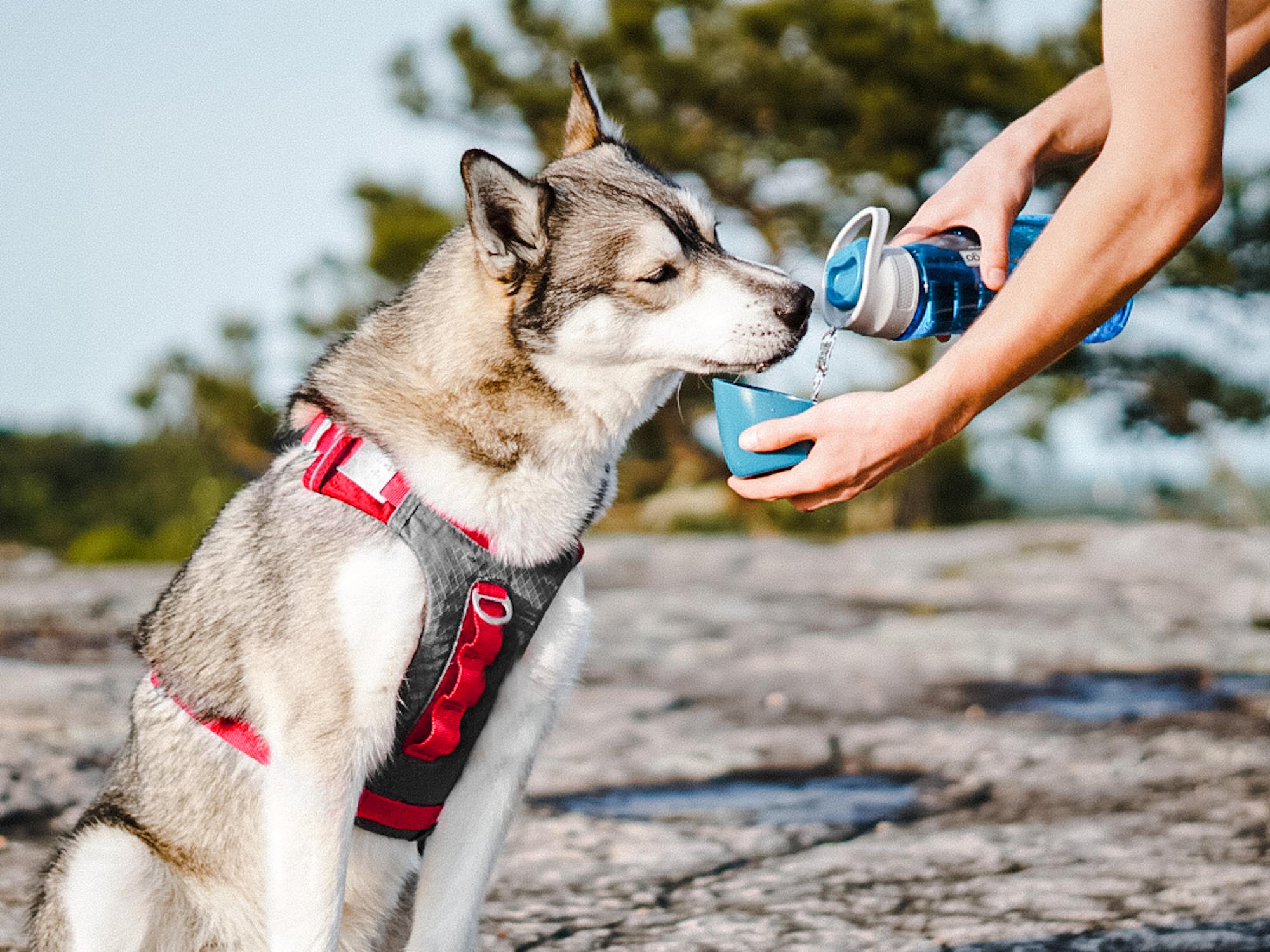 Hund trinkt unterwegs aus der blauen Kurgo Trinkflasche mit integriertem Napf, ideal für Wanderungen und Reisen.